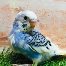 パイドカラーのセキセイちゃんがやってきましたよ～💙💙💙　セキセイインコ
