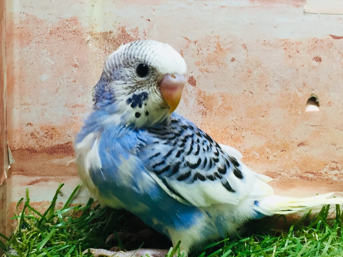 パイドカラーのセキセイちゃんがやってきましたよ～💙💙💙　セキセイインコ