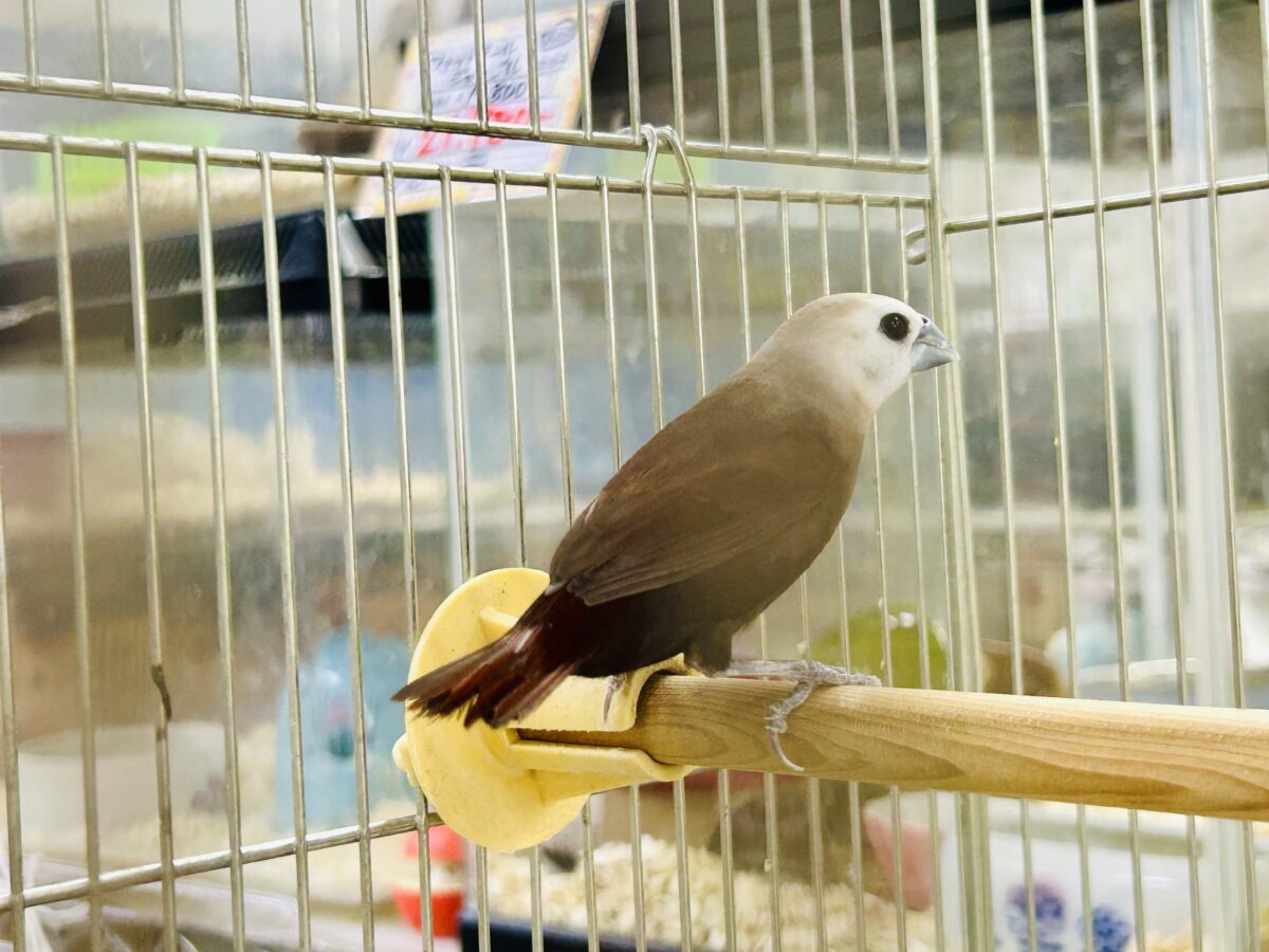 ヘキ鳥