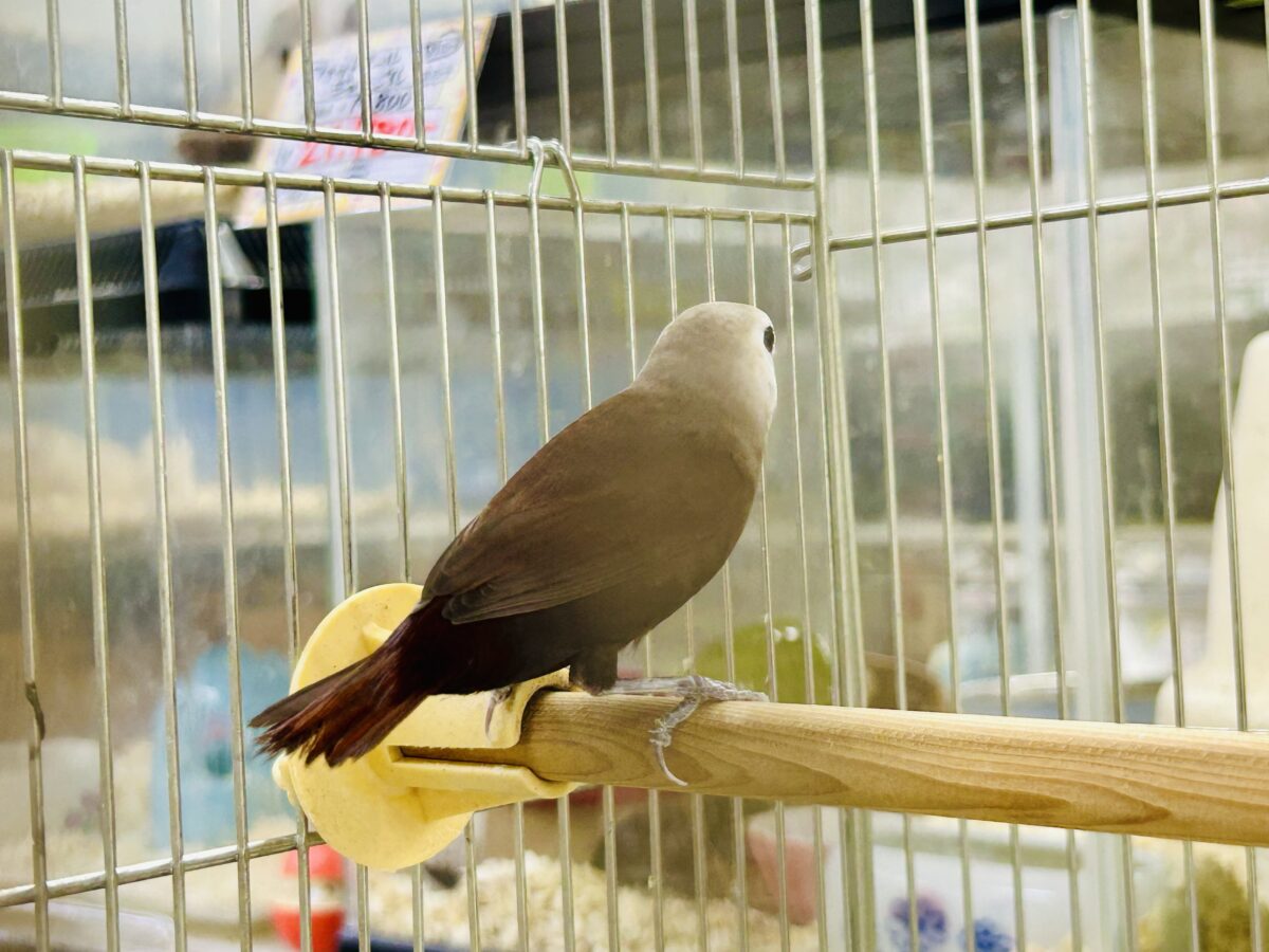 ヘキ鳥