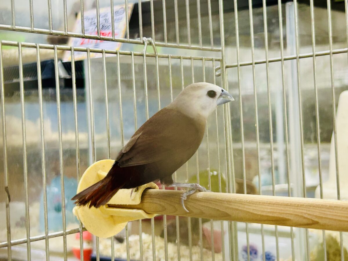ヘキ鳥