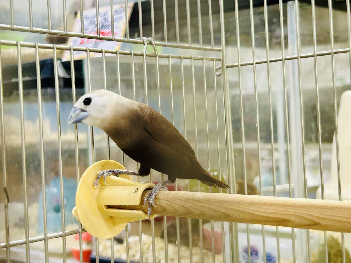 ヘキ鳥