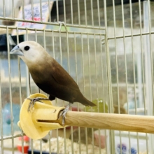 ん～データの少ないトリさんがやってきました♪♪　ヘキ鳥