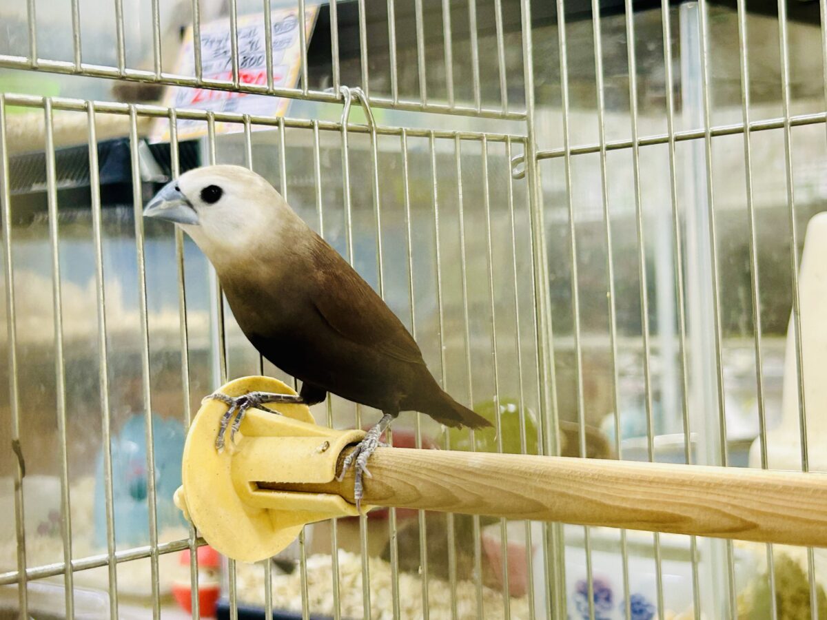 ん～データの少ないトリさんがやってきました♪♪　ヘキ鳥