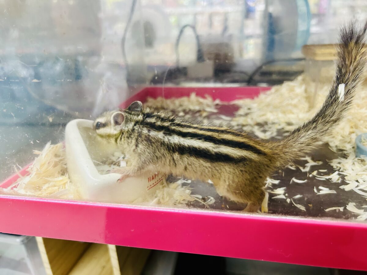シマリス（ノーマル）