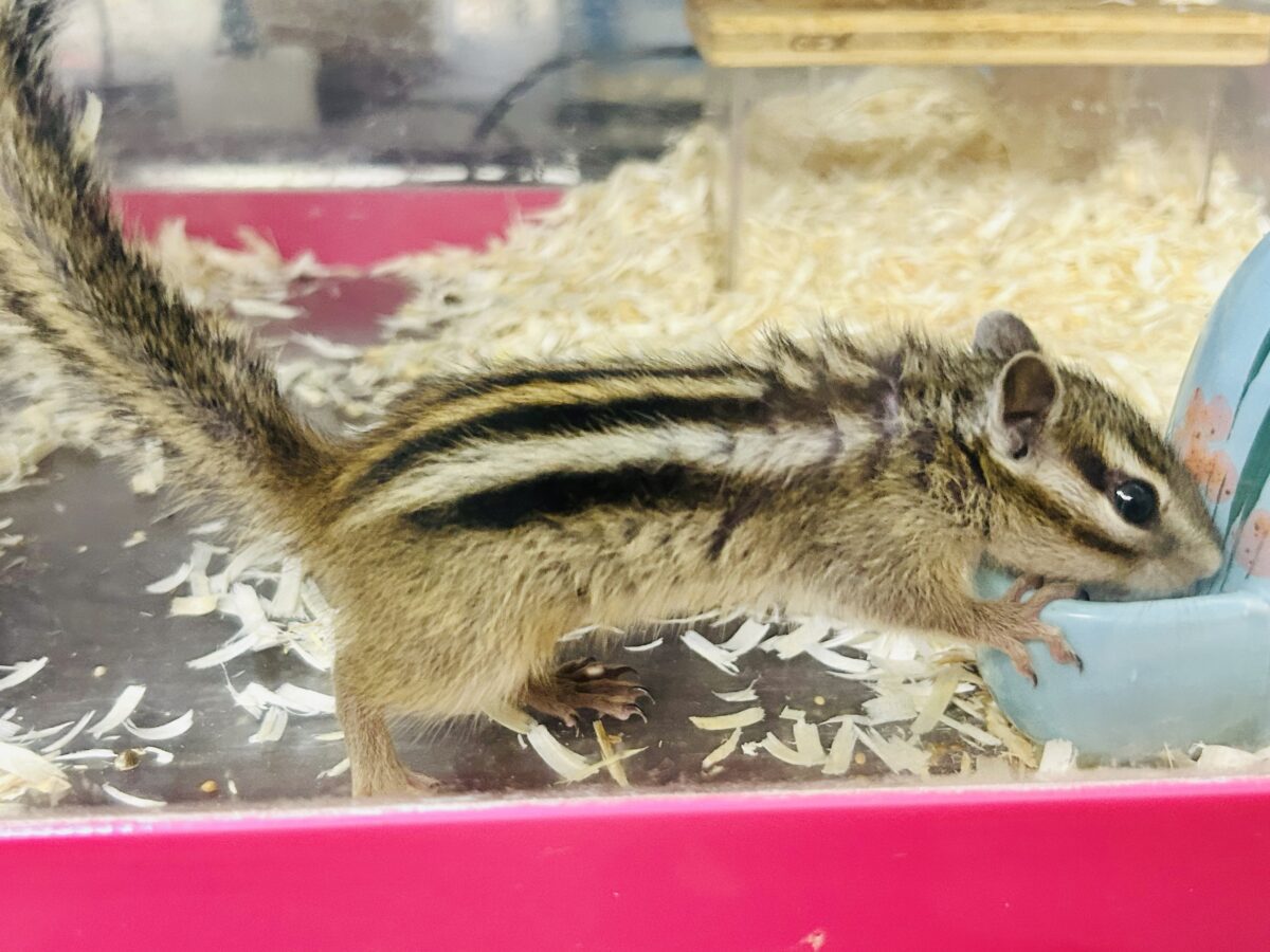 シマリス（ノーマル）
