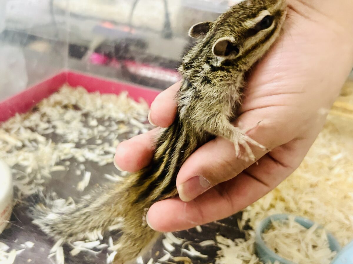 シマリス（ノーマル）