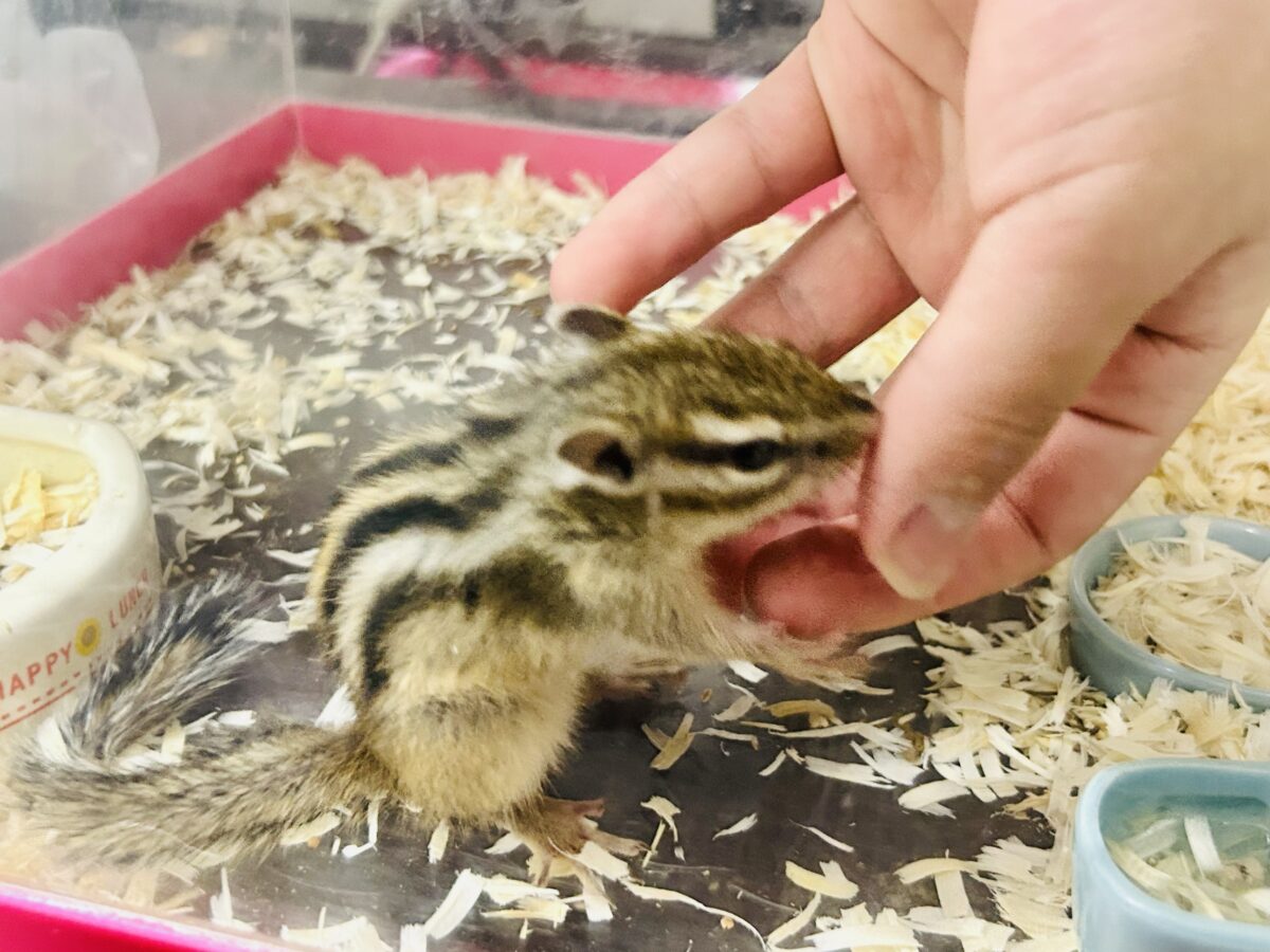 シマリス（ノーマル）