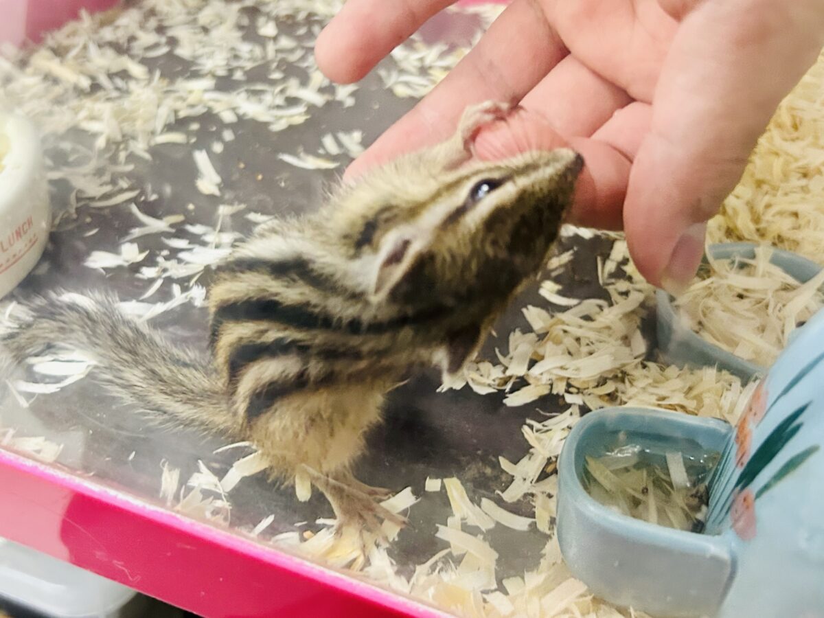 シマリス（ノーマル）