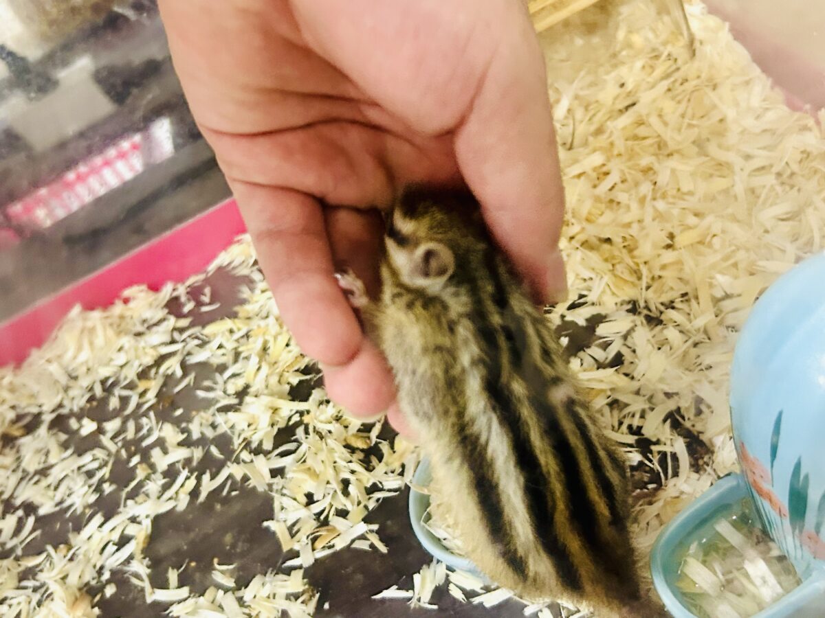 シマリス（ノーマル）