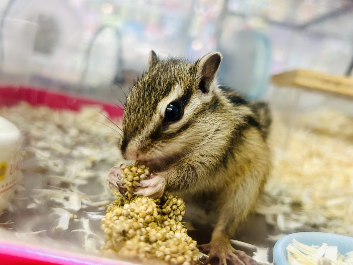 この時期限定！！　シマシマ人気の小動物　シマリス①