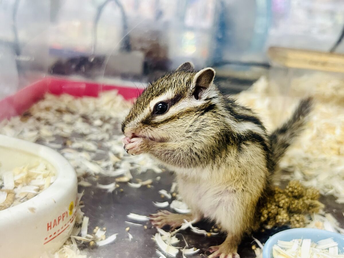 シマリス（ノーマル）