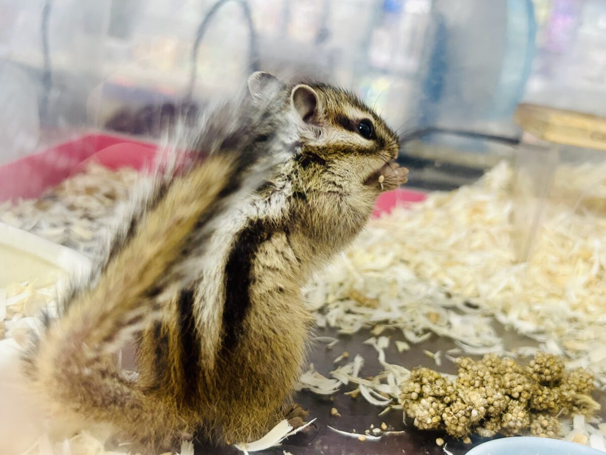 シマリス（ノーマル）