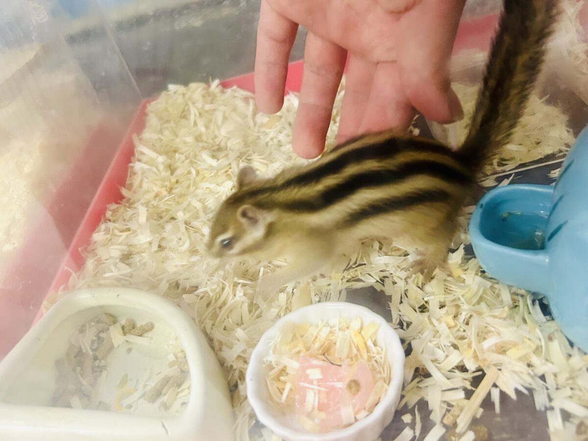 シマリス（ノーマル）