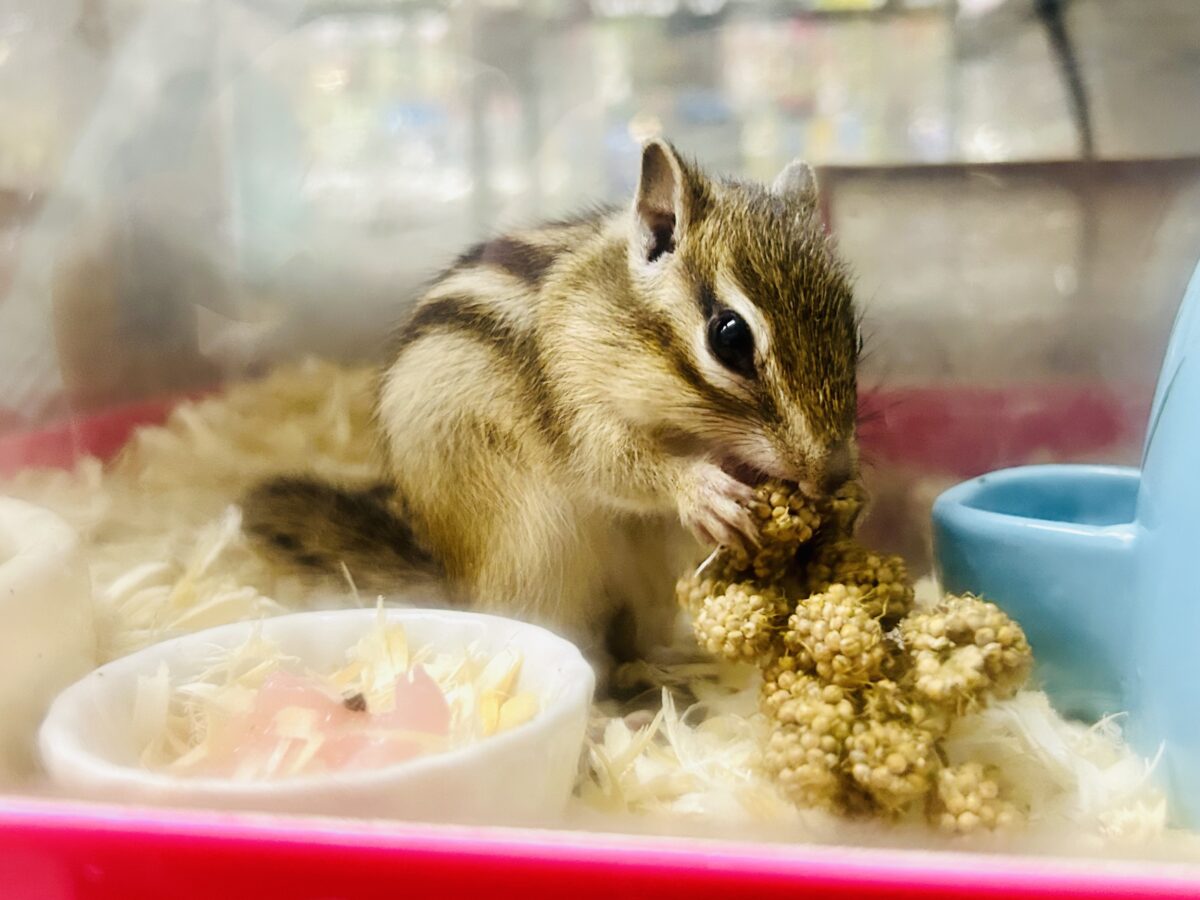 シマリス（ノーマル）
