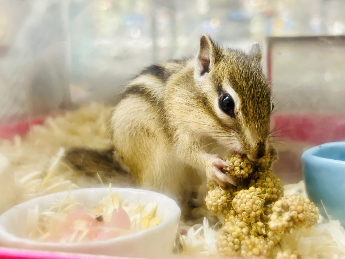あまあま　シマシマ　すばしっこい人気者　シマリス②