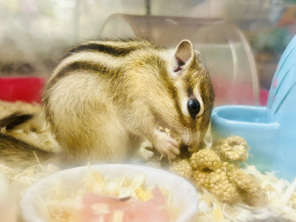 シマリス（ノーマル）