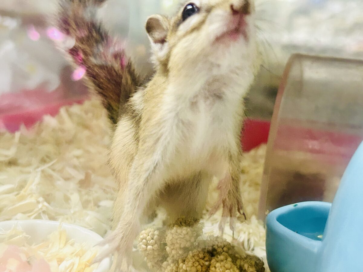シマリス（ノーマル）