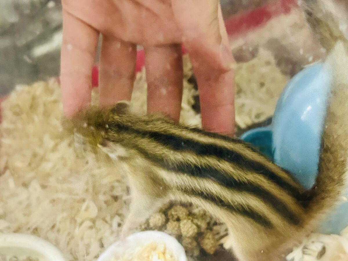シマリス（ノーマル）