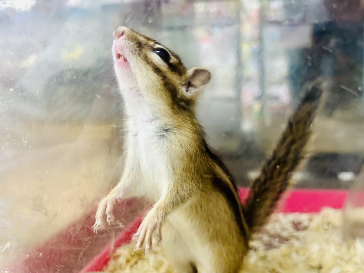 シマリス（ノーマル）