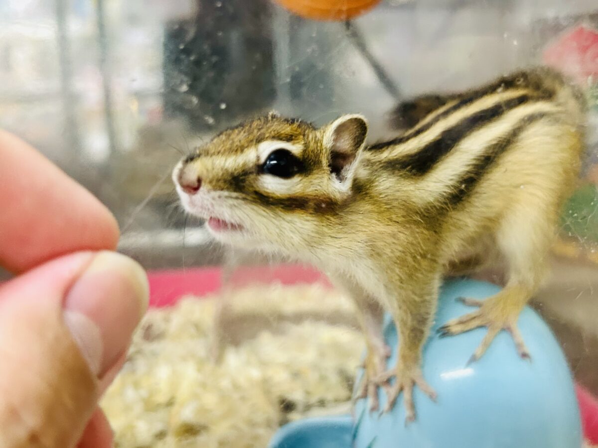シマリス（ノーマル）