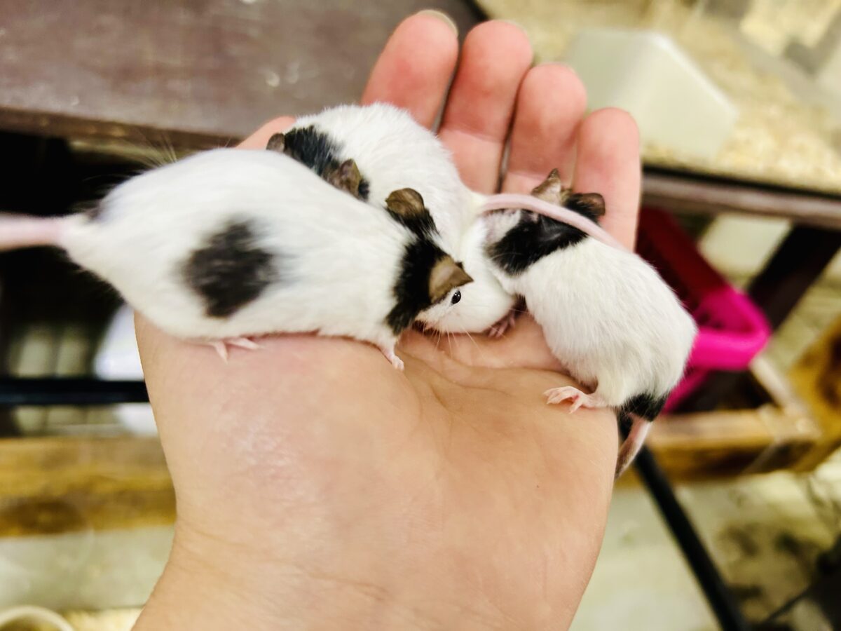 パンダマウス