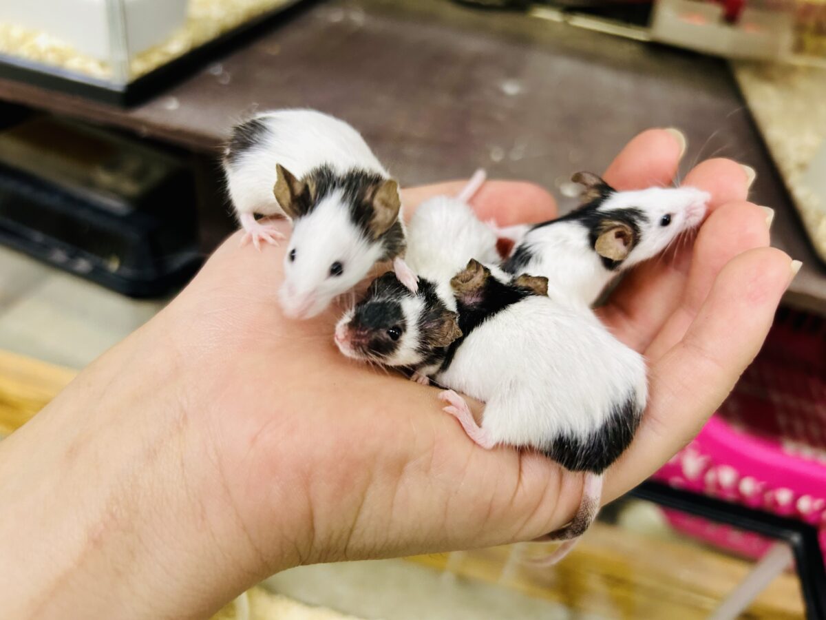 パンダマウス