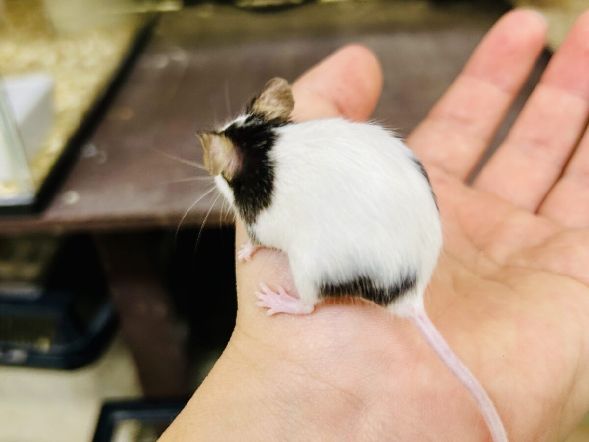 パンダマウス