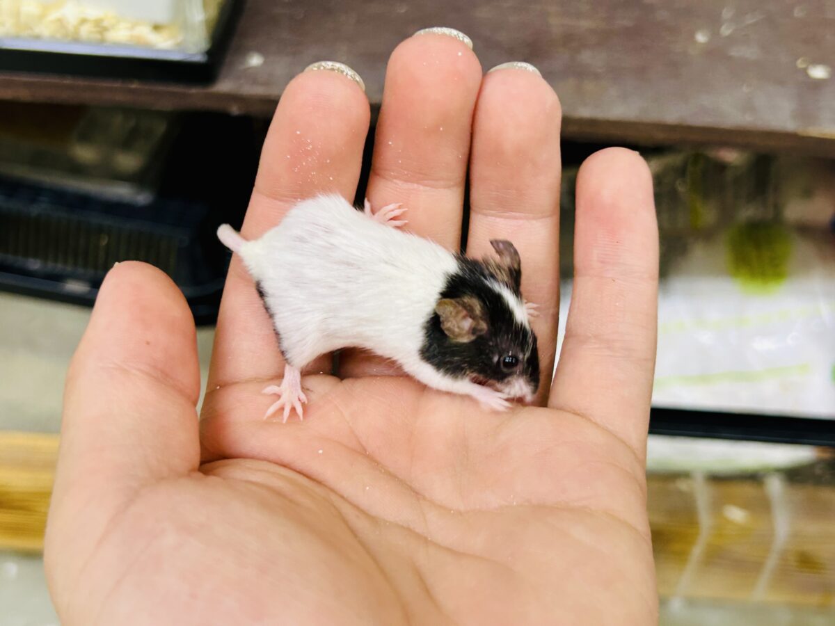 パンダマウス