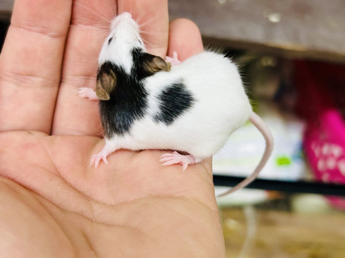 パンダマウス