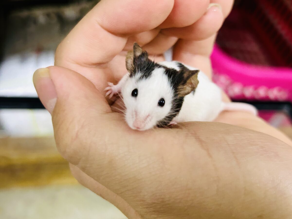 パンダマウス