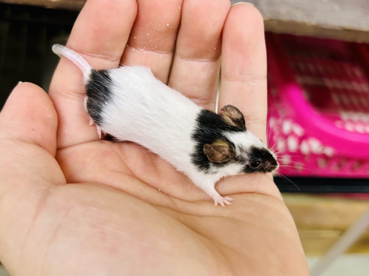 パンダマウス