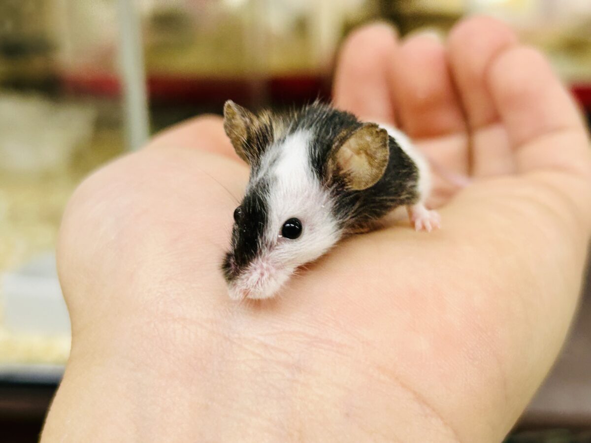 パンダマウス