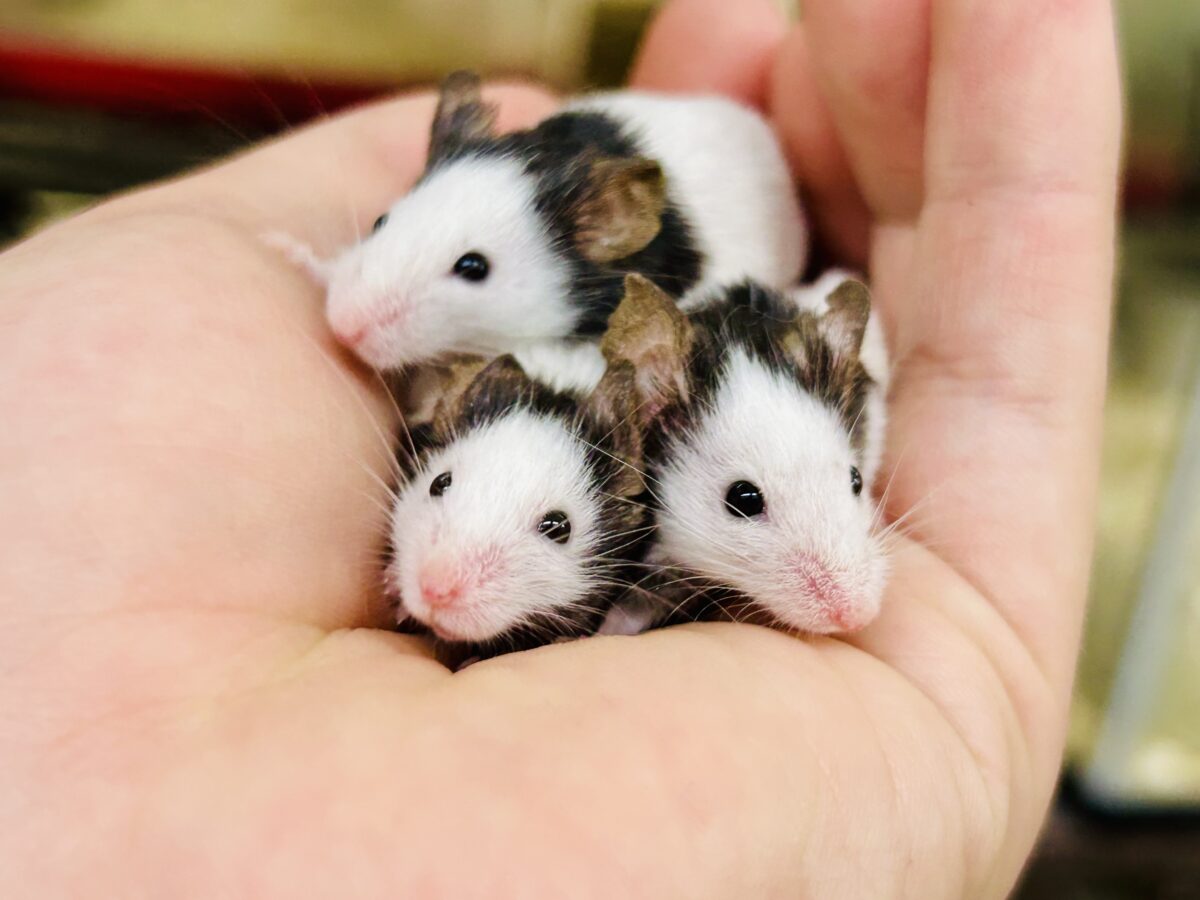 日本では見れなくなったパンダを飼うチャンス？？　パンダマウス