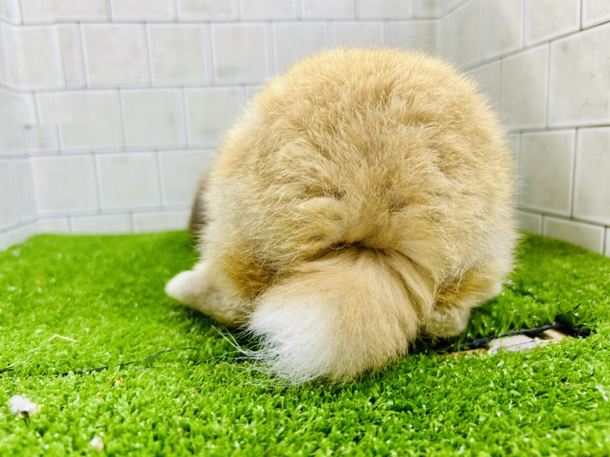 ホーランドロップ
