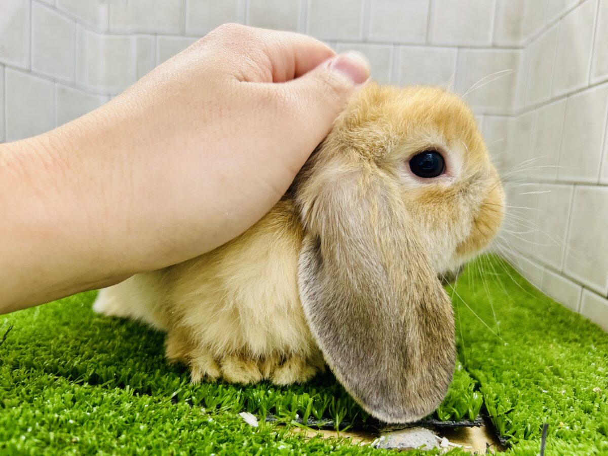 ホーランドロップ