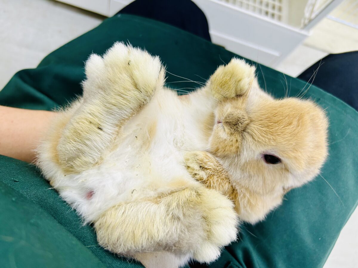 ホーランドロップ