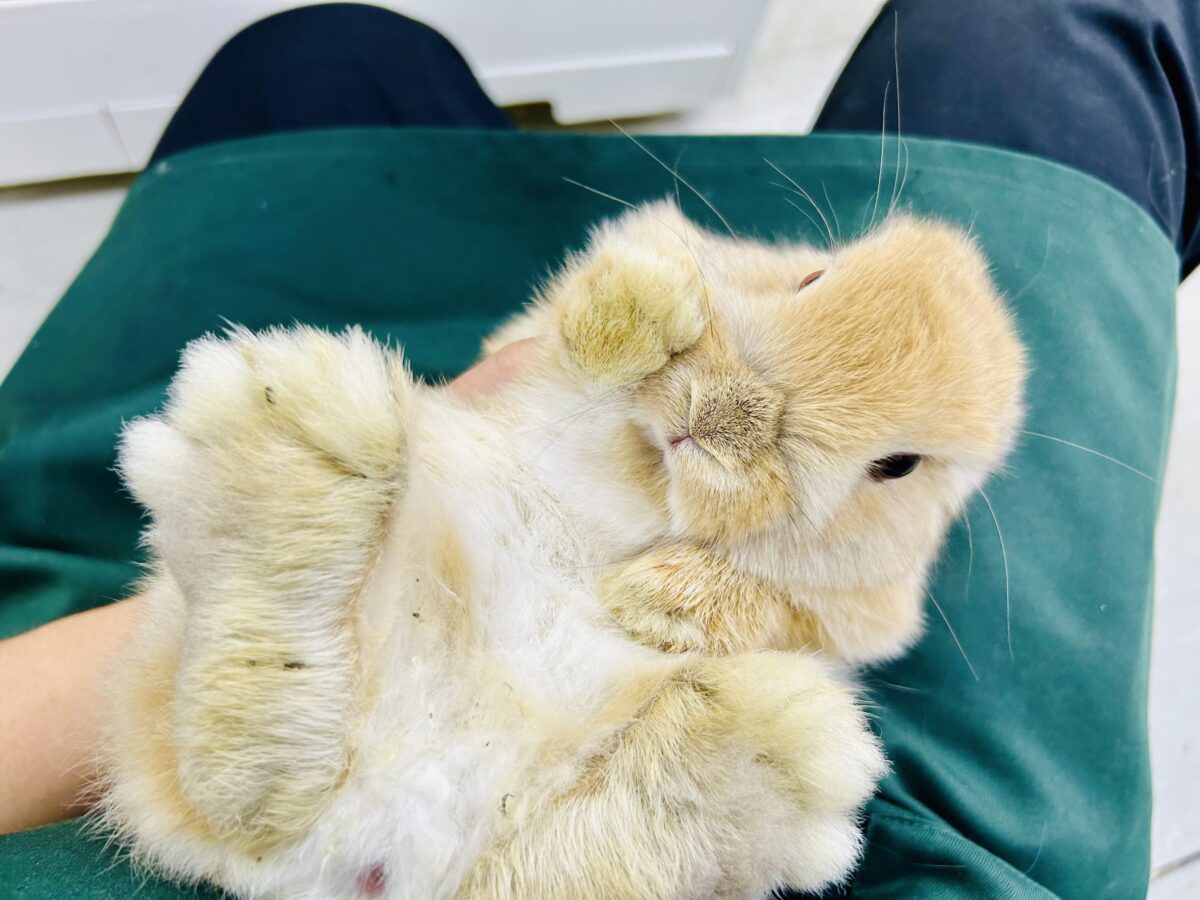 ホーランドロップ