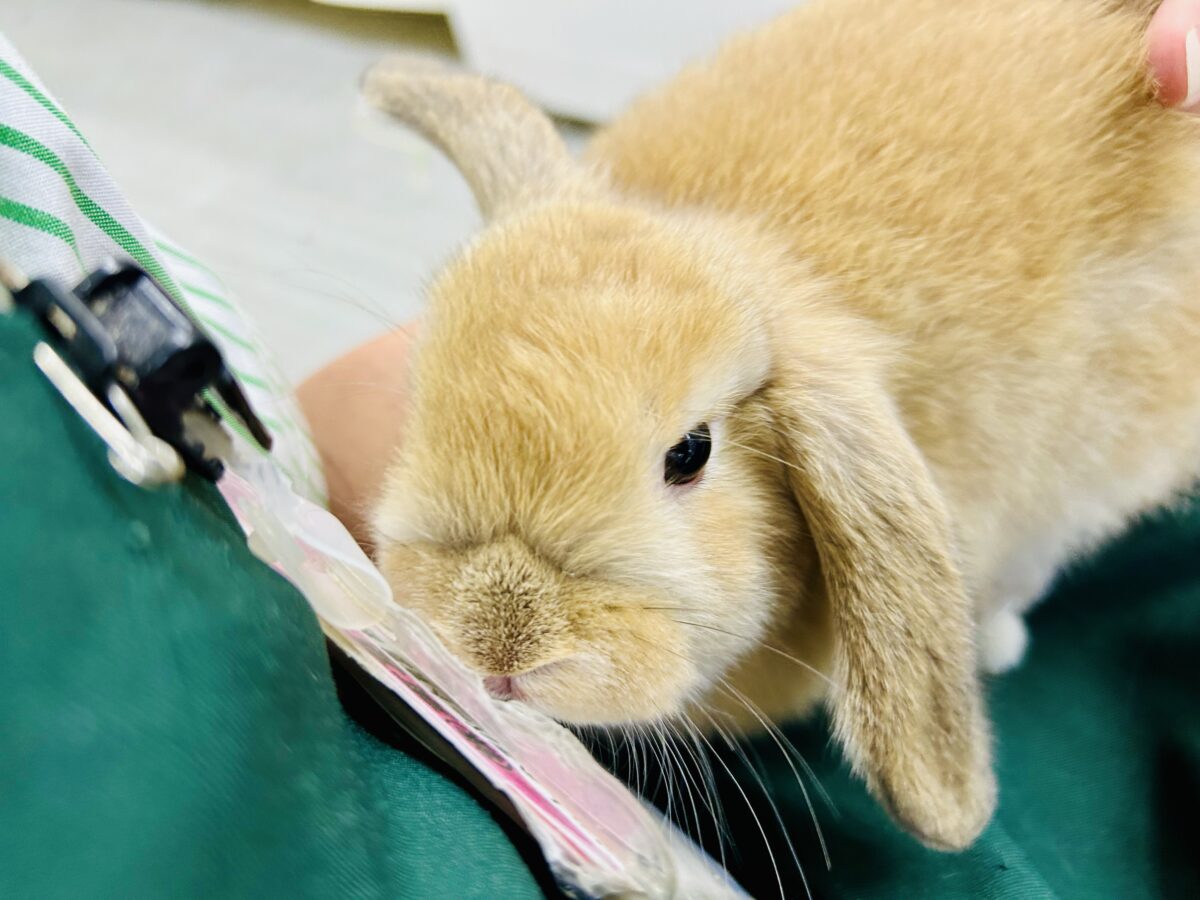 ホーランドロップ