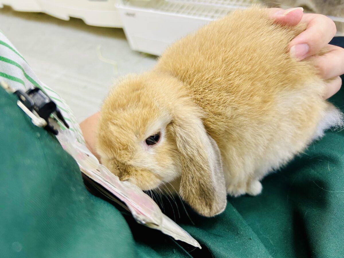ホーランドロップ