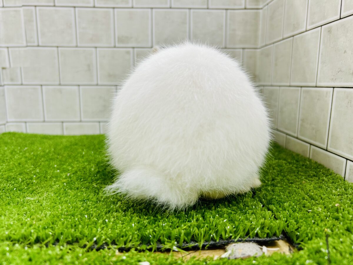 ドワーフホト