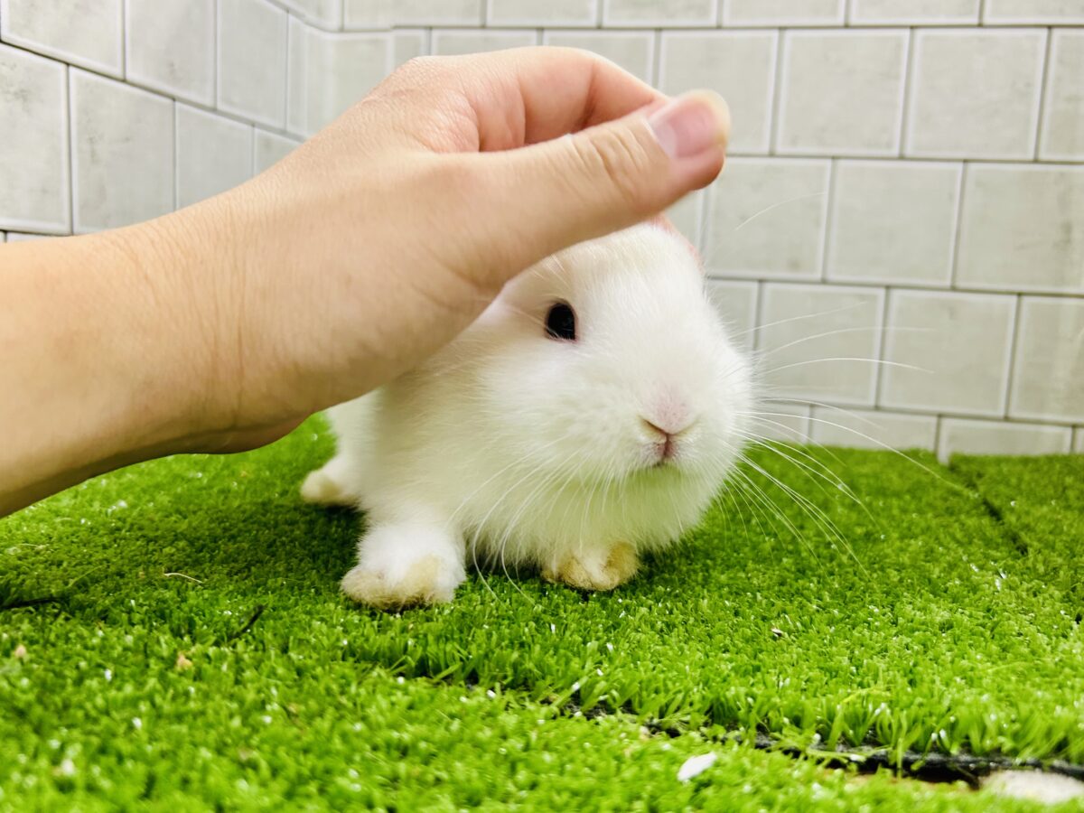 ドワーフホト