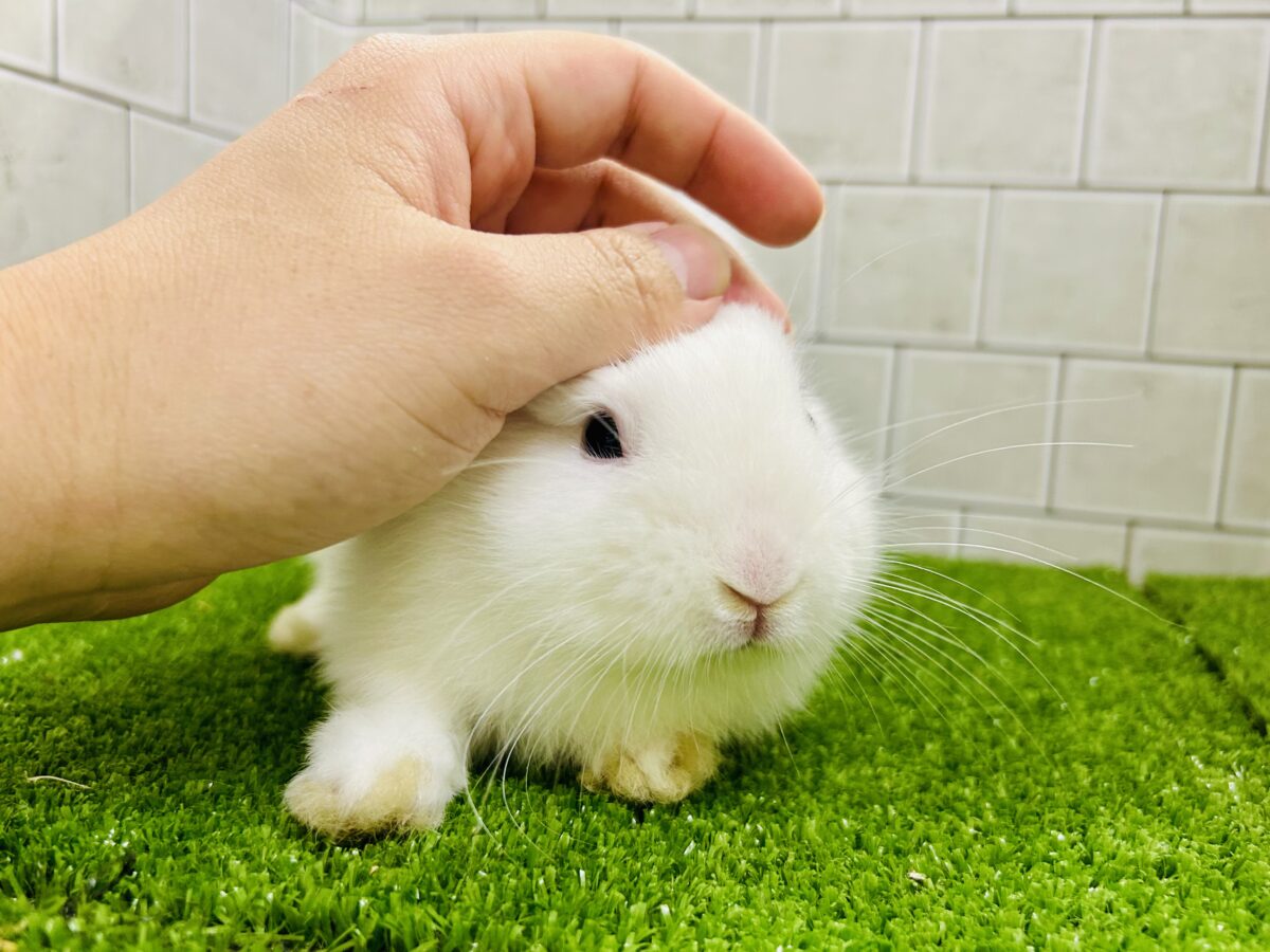 ドワーフホト