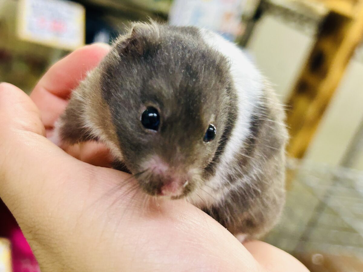 ゴールデンハムスター系