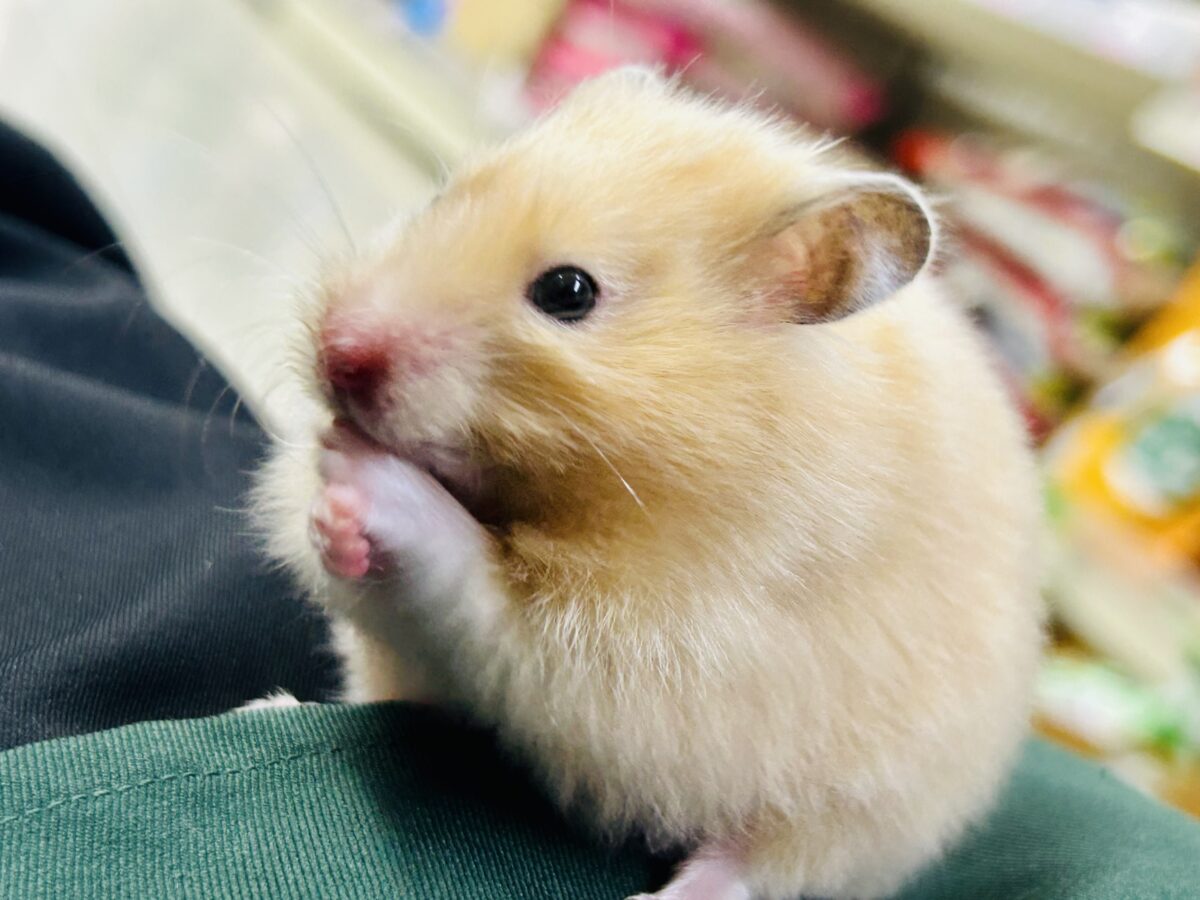ゴールデンハムスター系