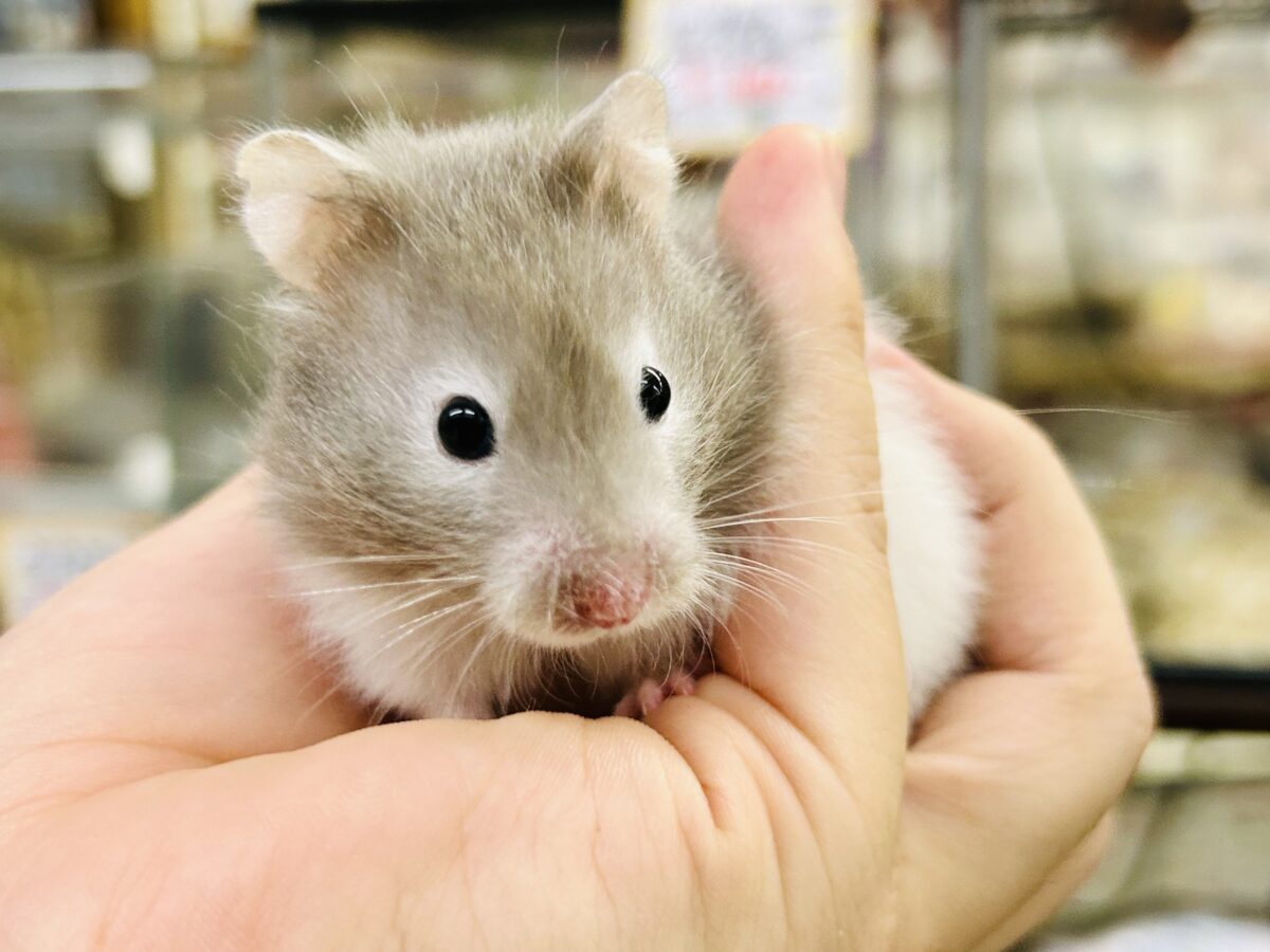 ゴールデンハムスター系