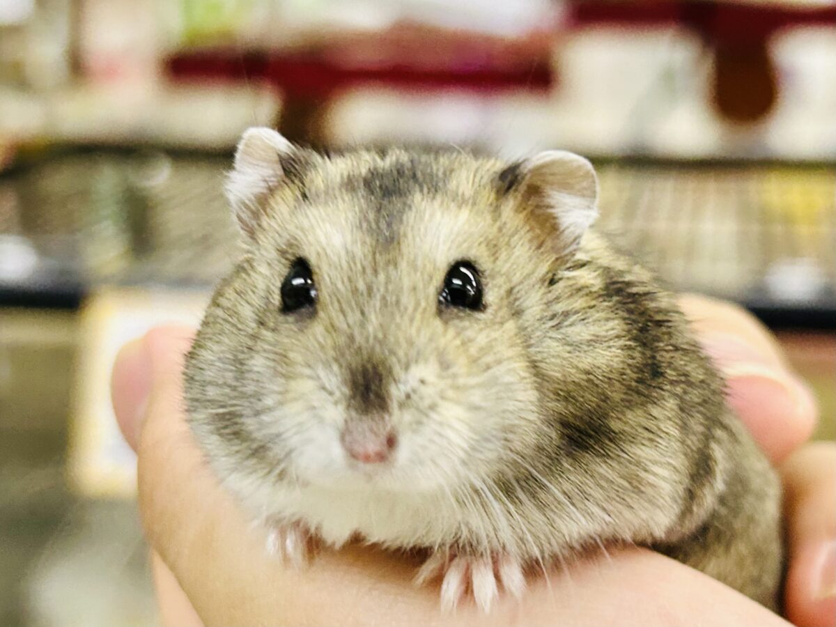 ドワーフハムスター系