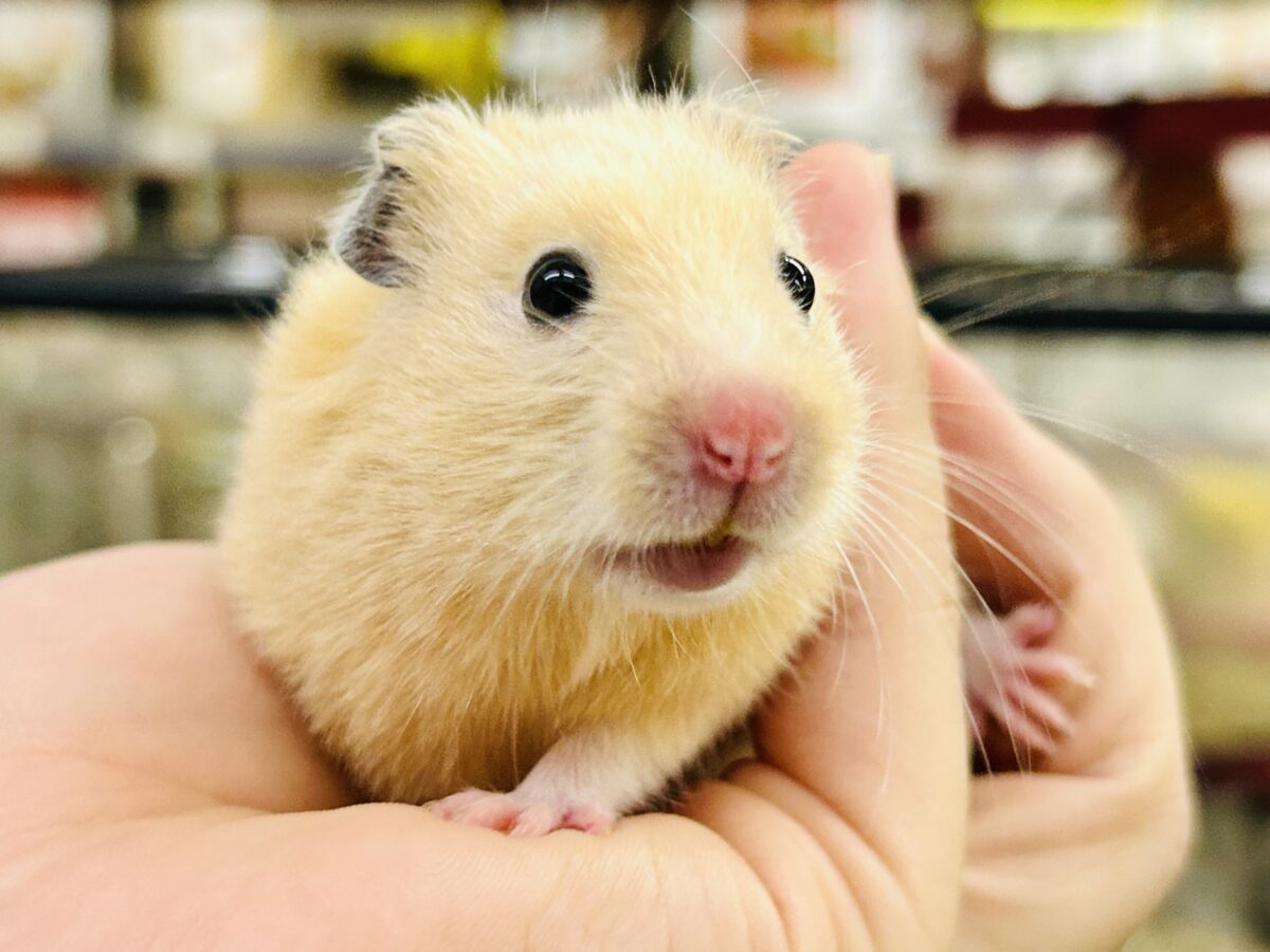 ゴールデンハムスター系