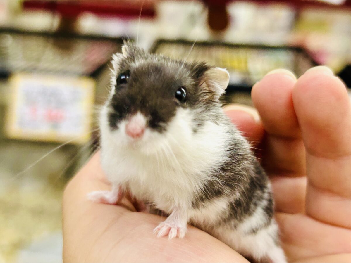 ドワーフハムスター系