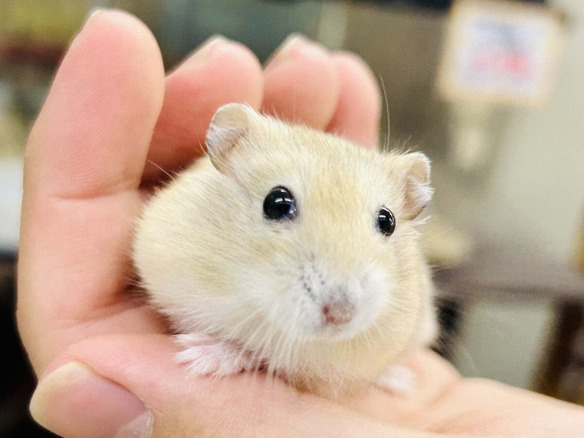 ドワーフハムスター系
